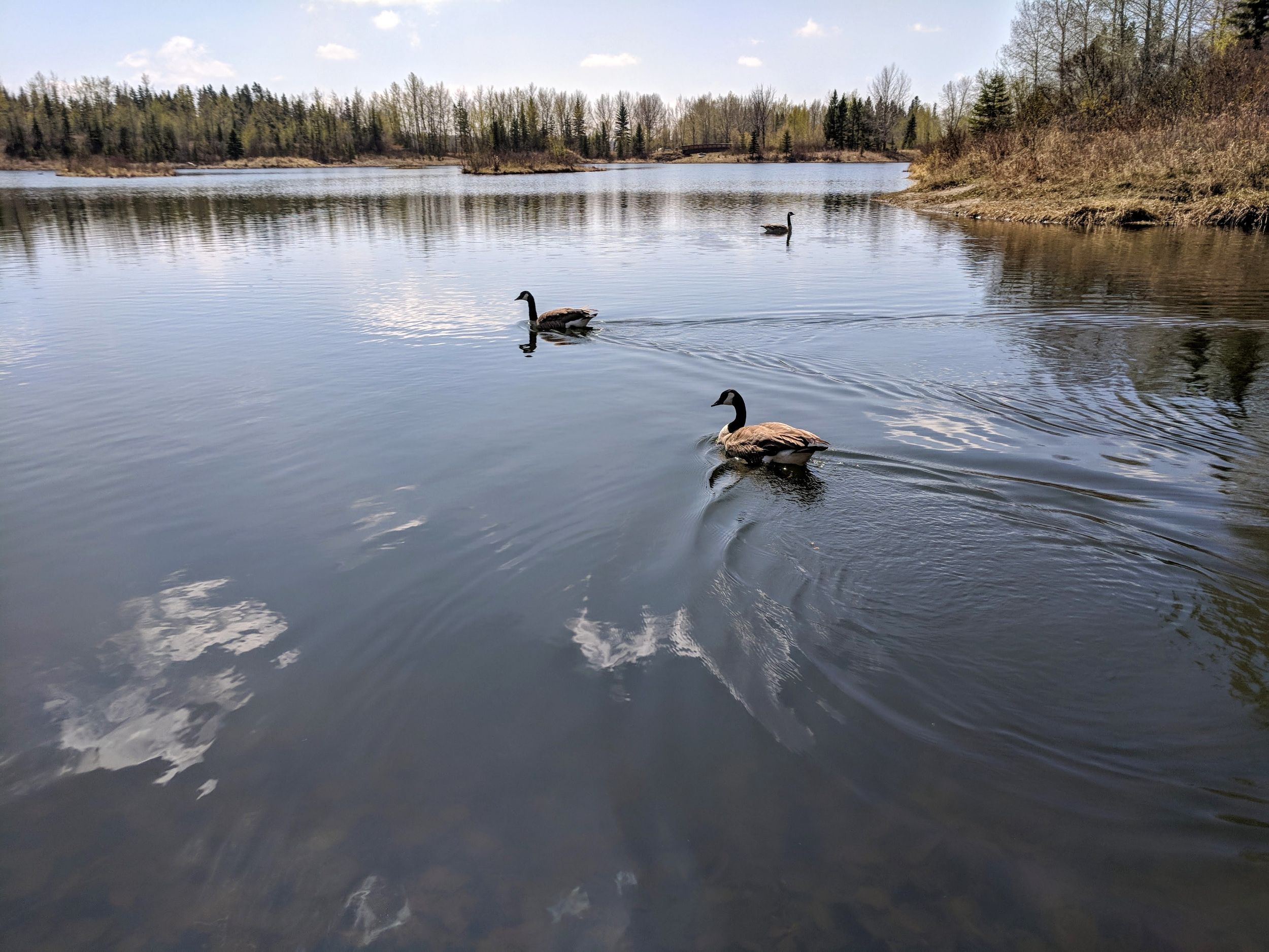 Geese in water at McKenzie Trails
